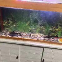 آکواریوم|ماهی|یزد, |دیوار