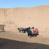 بره ، گوسفند