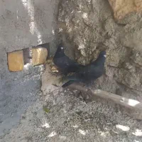 کفتر کبوتر پلاکی کشکی سینه سفید
