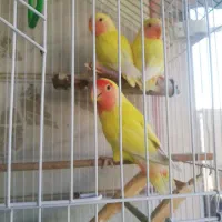 جوجه طوطی برزیلی