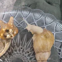 حلزون پرورشی آفریقایی آچاتینا جهت زیبایی پوست