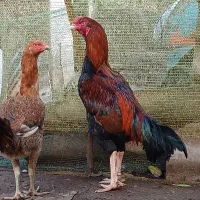 خرورس لاری|حیوانات مزرعه|خمام, |دیوار