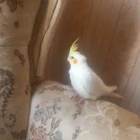 عروس هلندی لوتینو|پرنده|هشتگرد, فاز ۷ مهستان|دیوار