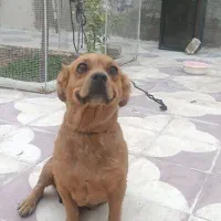 سگ پیدا شده