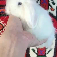 خرگوش لوپ هلندی سفید گوش آویزون