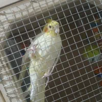 طوطی عروس هلندی|پرنده|تاکستان, |دیوار