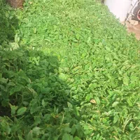 نشا|خدمات باغبانی و درختکاری|نورآباد, |دیوار