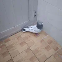 ۵۵۰۰|پرنده|مبارکه, |دیوار