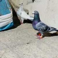 کفتر پلاکی جفتگاه