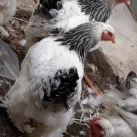 برهما|حیوانات مزرعه|مرند, |دیوار