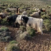 پنج سال|حیوانات مزرعه|بلداجی, |دیوار
