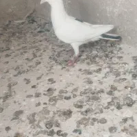 ابلغ نرپرشی
