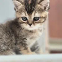 بریتیش گلدن بلک دختر