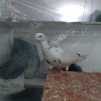 کبوتر اصیل قم|پرنده|رودسر, |دیوار