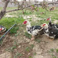 اردک اسرائیلی
