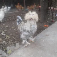 سلطان|حیوانات مزرعه|سرخنکلاته, |دیوار