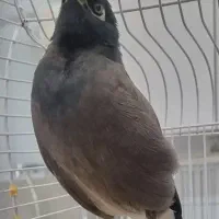 گمشده مرغ مینا