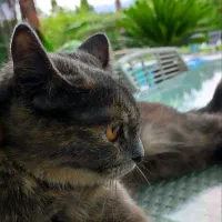 گربه|گربه|پاکدشت, پاکدشت (مامازند)|دیوار