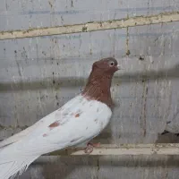 رنگه مخصوص جوجه کشی