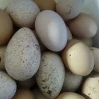 تخم بوقلمون محلی