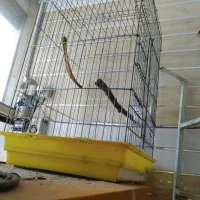 کیف بوفه میز تلویزیون قفس قناری|بوفه، ویترین، کنسول|اردبیل, |دیوار