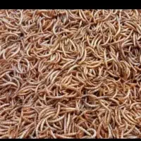 واگذاری-کارگاه-پرورش-و-تولید-کرم-میلورم