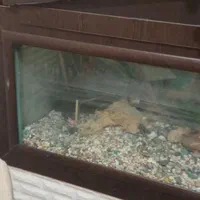 آکواریوم بزرگ دو متری2*55*40شیشه10میل|ماهی|دوگنبدان, |دیوار