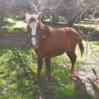 کره مادیان ۸ماهه