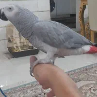 کاسکو ۲۵۰ کلام فول رام و بدون پر خراب