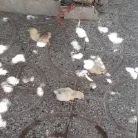جوجه ۴۰ روزه