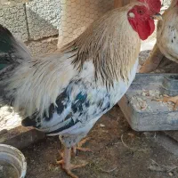 مرغ خروس محلی