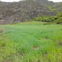 ۲ هکتار زمین کشاورزی روستای رضی رامیان|فروش دفتر صنعتی، کشاورزی، تجاری|رامیان, |دیوار