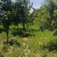 باغ زردالو در منطقه خوش آب و هوای مهربان