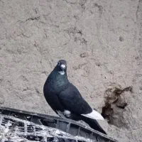 کفتر پلنگ نر و نر طوقی