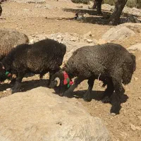 کوه نر بختیاری|حیوانات مزرعه|اندیکا, |دیوار