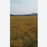 چلتوک برج لنجان|خوردنی و آشامیدنی|مبارکه, |دیوار