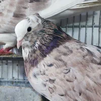 نر و ماده شازده سرور پرشی|پرنده|قم, چهل درخت|دیوار