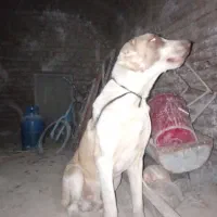 سگ آلابای ۱۰ماه