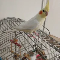 عروس هلندی|پرنده|کرج, کیانمهر|دیوار