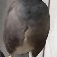 مرغ مینا گمشده