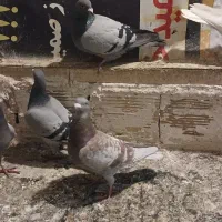 کبوتر|پرنده|تبریز, |دیوار