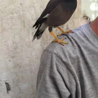 یک عدد مینا سخنگو وکاملا دستی ورام