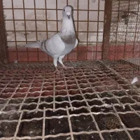 ۲تا فیلی پیازی نر