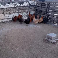 مرغ تخمگذار وخروس محلی