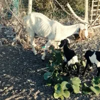 بز فروشی|حیوانات مزرعه|ایرانشهر, |دیوار