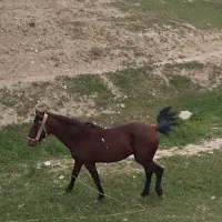 اسب|اسب و تجهیزات اسب‌سواری|گنبد کاووس, |دیوار