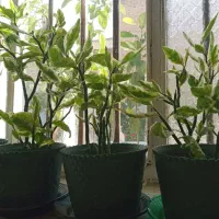 حراج شمعدانی و پدیلانتوس|گل و گیاه طبیعی|ارومیه, |دیوار