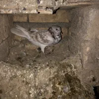 کبوتر غریب گیر به شرط