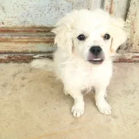 سگ خارجی پاکوتاه نر