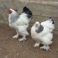 تخم مرغ امپراطور دیلگونی سلطان|حیوانات مزرعه|دهدشت, |دیوار